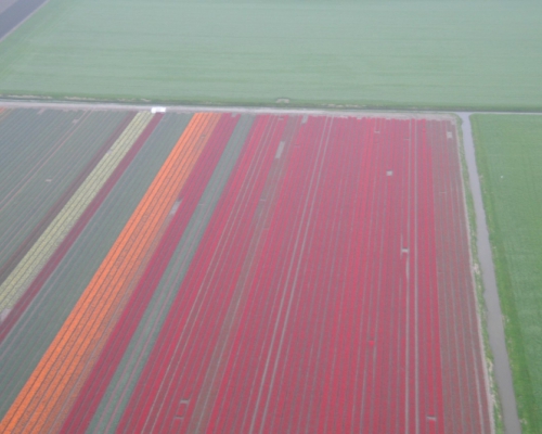 Bollenvelden Noord Holland